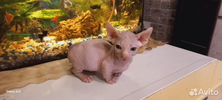 Бамбино мини