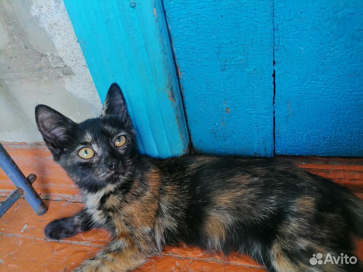 Отдам в дар кошку