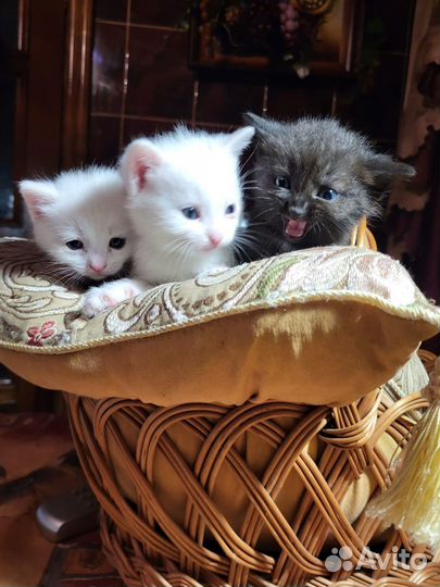 Котята в добрые руки
