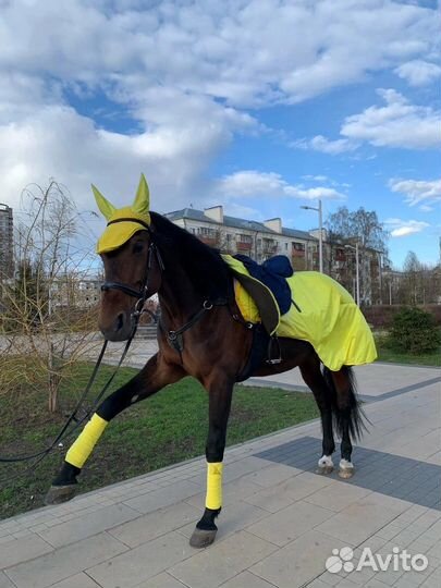 Пони/лошадь на праздник,прогулки