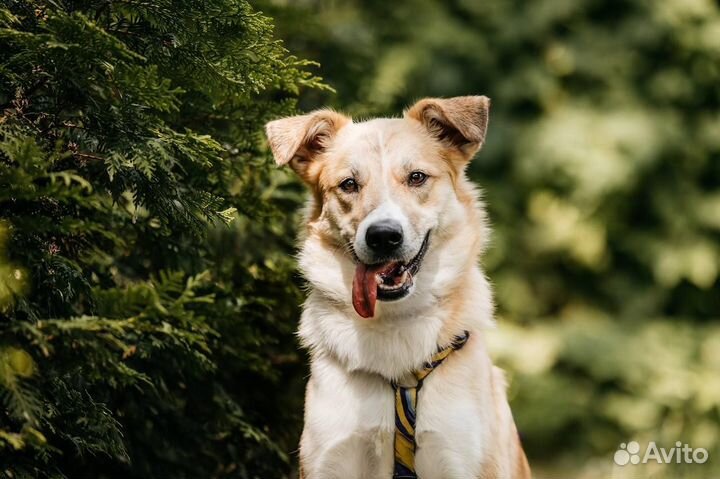 Собака в добрые руки