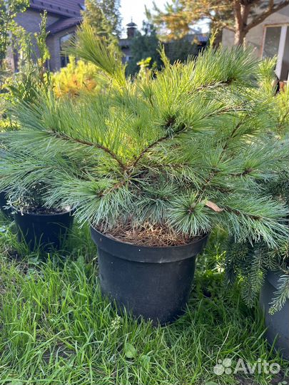 Сосна веймутова Блю Шег