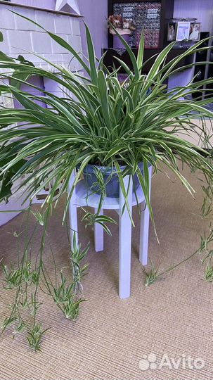 Хлорофитум