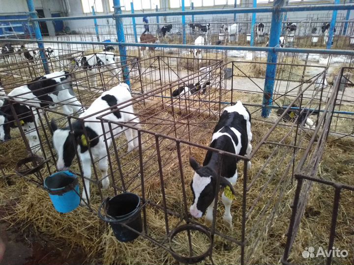 Телята бычки