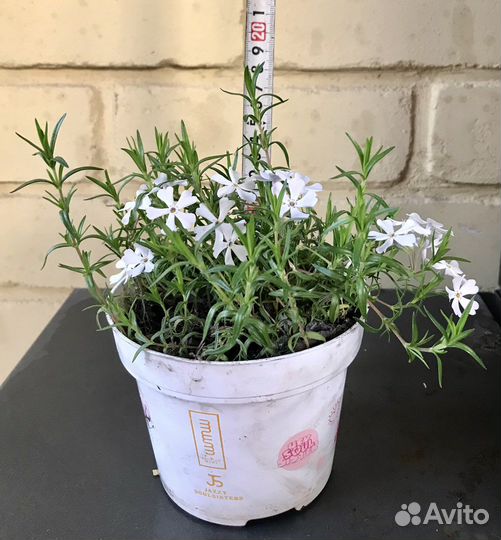 Флокс шиловидный