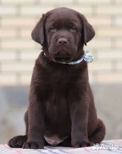 Лабрадор шоколад