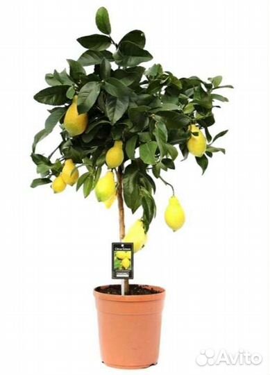 Цитрофортунелла мандарин и лимон