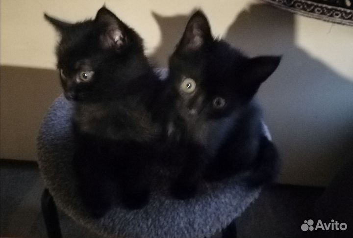 Кошка в дар бесплатно