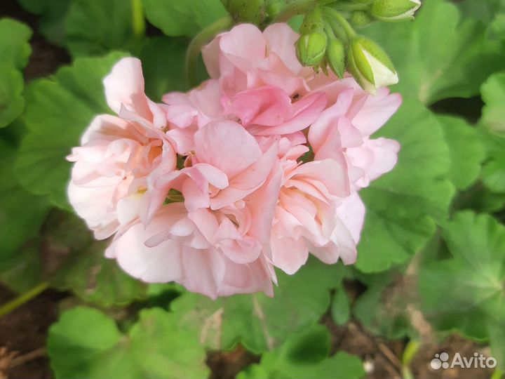 Герань (пеларгония)