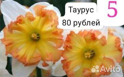 Луковицы нарциссов