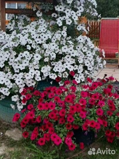 Рассада петунии Тайдал, Опера,Шок Вэйв, Пендолино