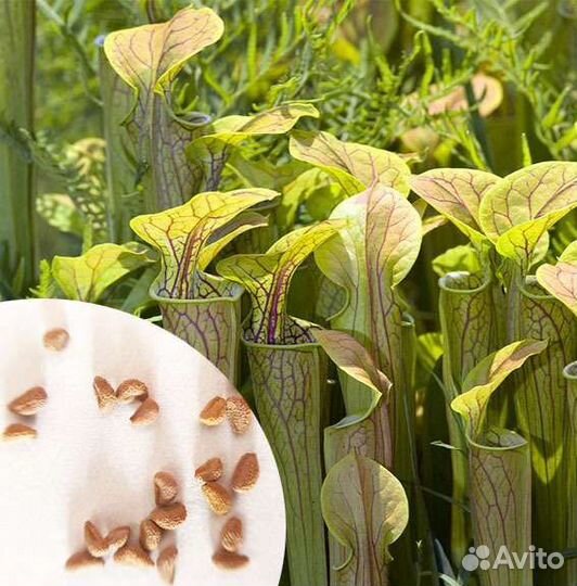 Семена Саррацении микс сортов