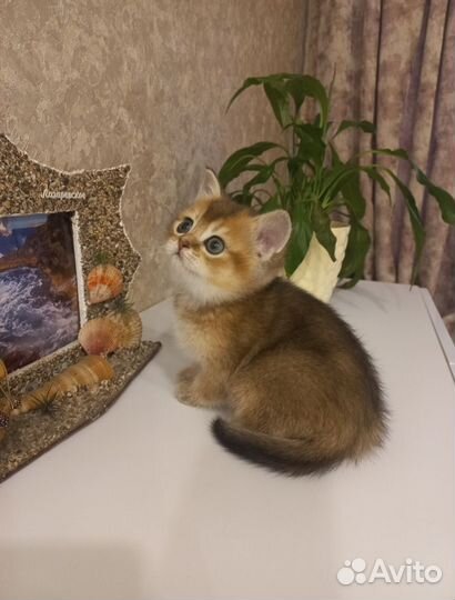 Шотландская