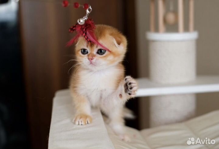 Золотые котята