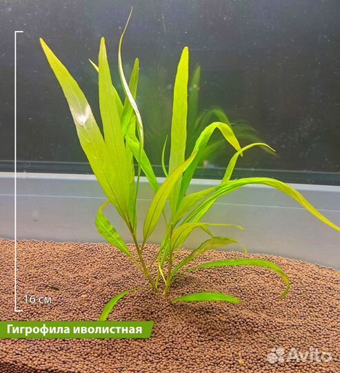 Комплект аквариумных растений большой