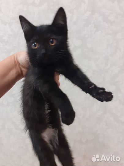 Черный котенок