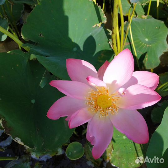 Прогулки рыбалка охота на катере