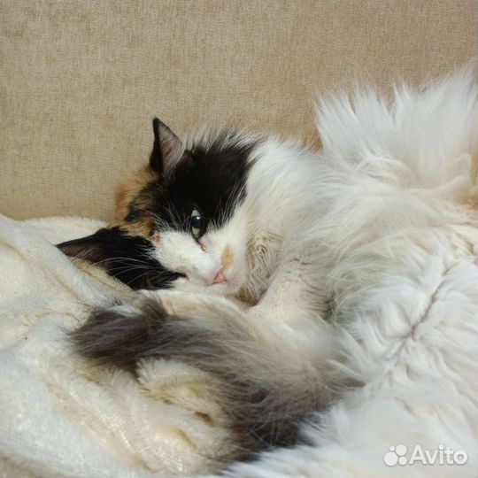 Кошечка Марта