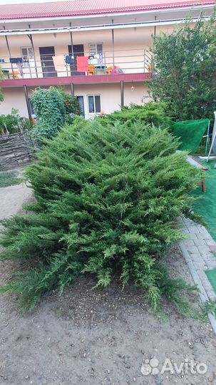 Можжевельник казацкий зеленый