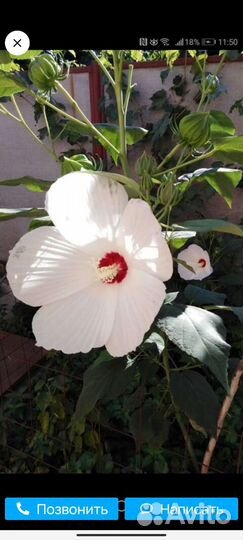 Травянистый гибискус