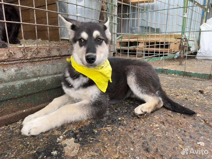 Собака в добрые руки