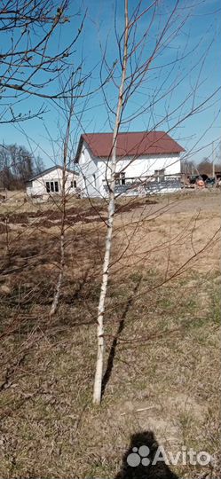 Саженцы березы