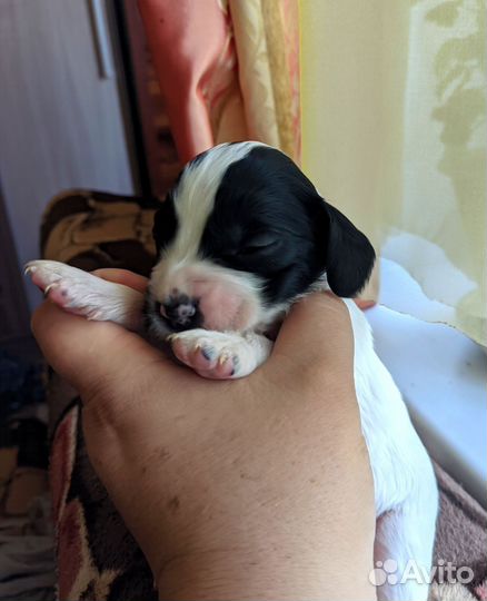 Бронирование щенков