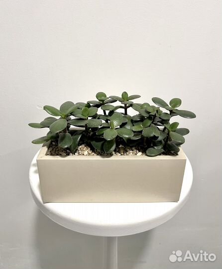 Суккуленты Крассула толстянка