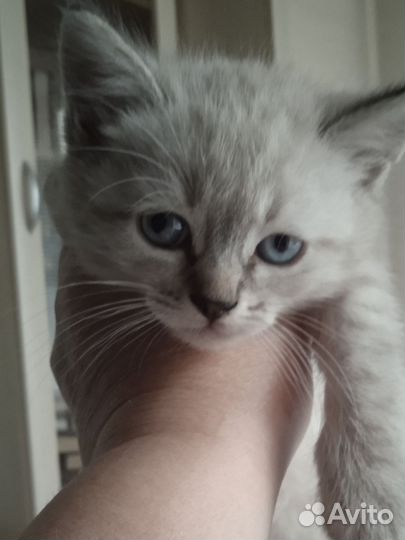 Кошки