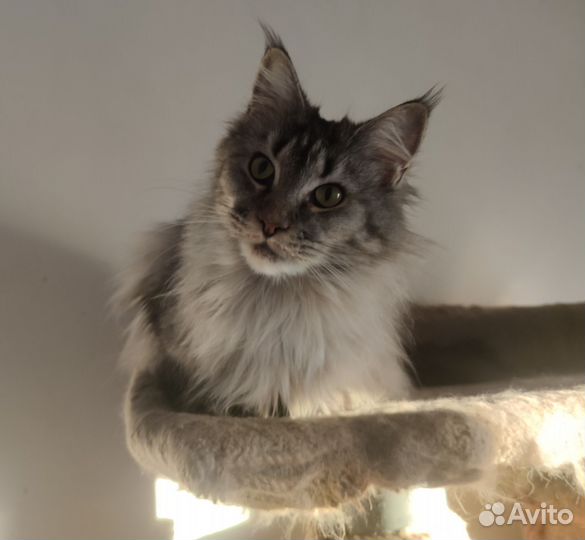 Шикарные котята мейн-кун с документами