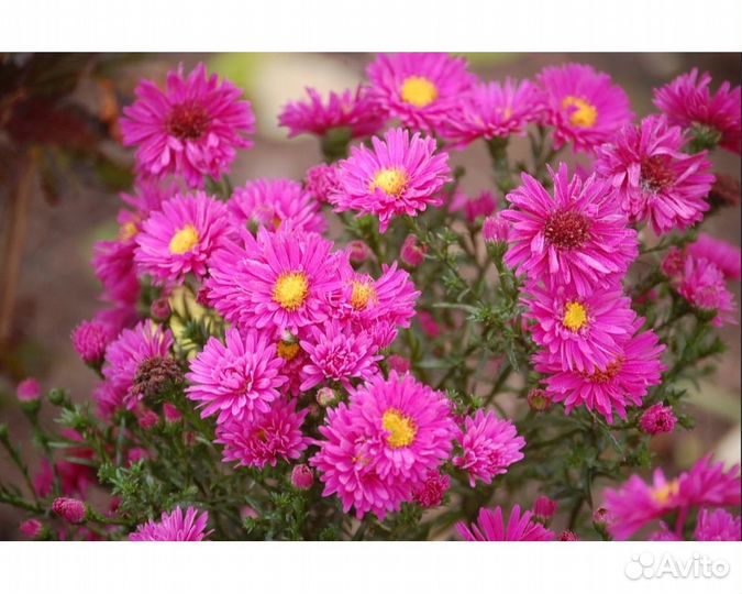 Астра n.b. Royal Ruby