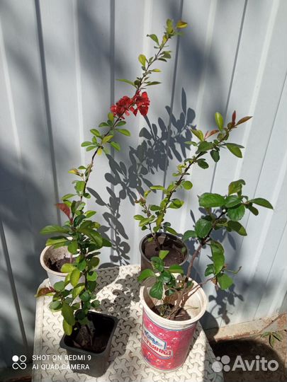 Айва японская