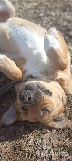 Среднеазиатская овчарка метис из приюта