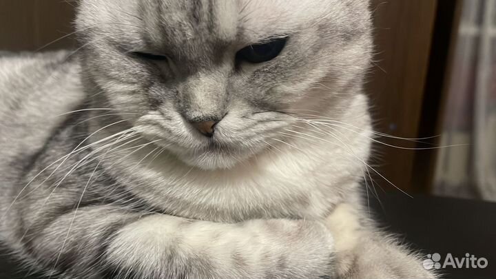 Шотландский кот вязка