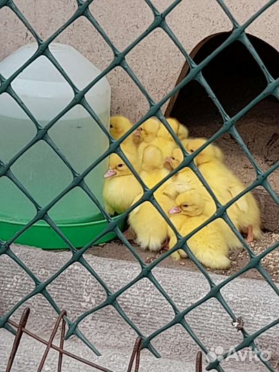 Индоутка и 17 утят