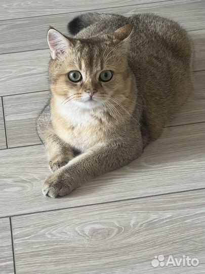 Кот на вязку