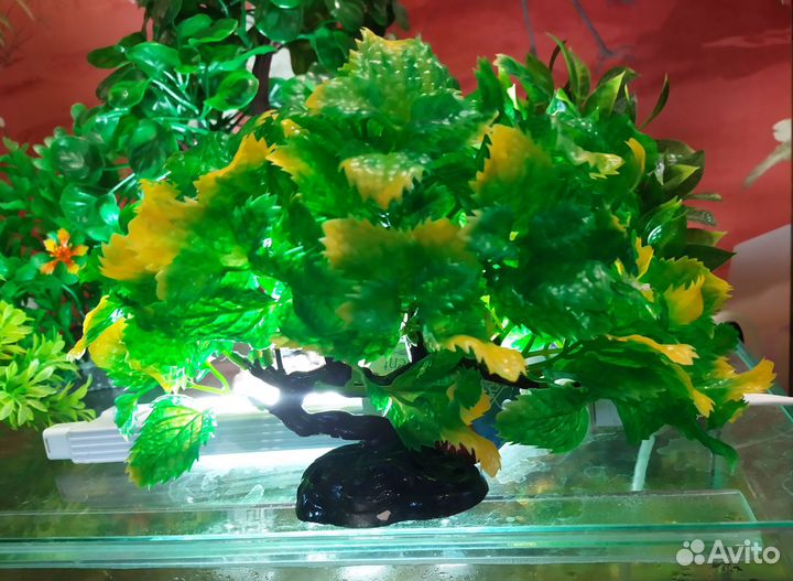 Растения для красоты аквариума