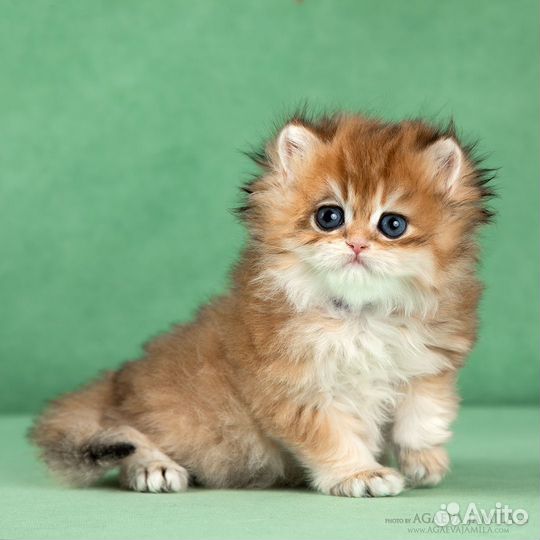 Девочка золотая британская длинношерстная шиншила