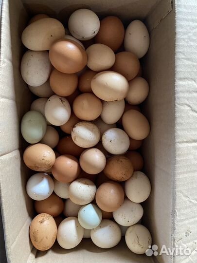 Молоко коровье домашнее