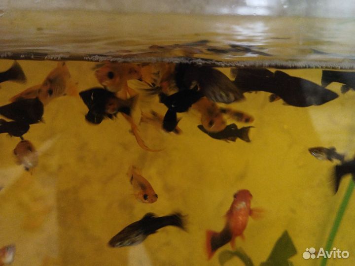 Моллинезия черная и жёлтая в чёрное пятнышко