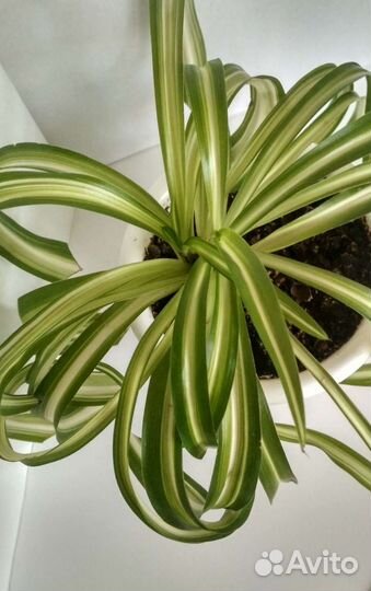 Хлорофитум кудрявый