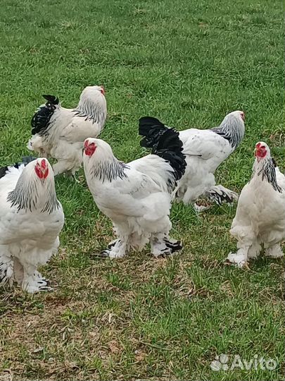 Петухи