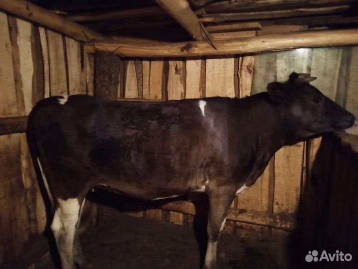 Телка 1,7 года