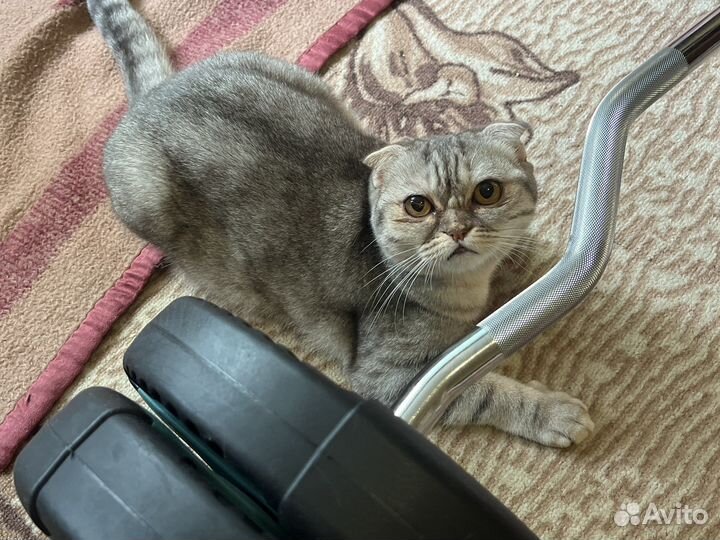 Шотландская кошка