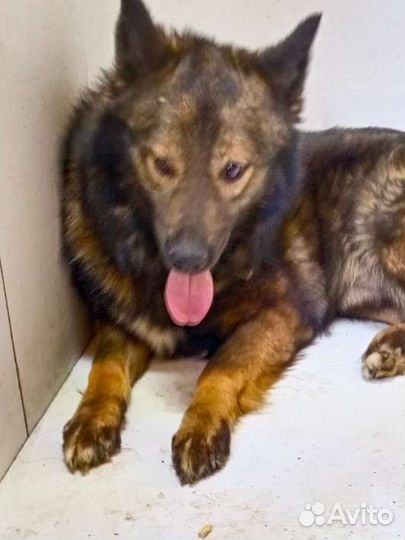 Разные щенки и собаки хотят домой