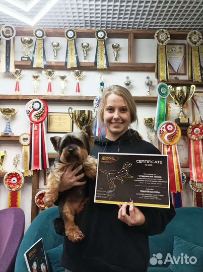 Груминг, стрижка собак