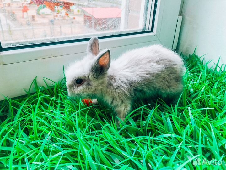Карликовый кролик - лучший подарок