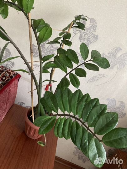 Замиокулькас или долларовое дерево