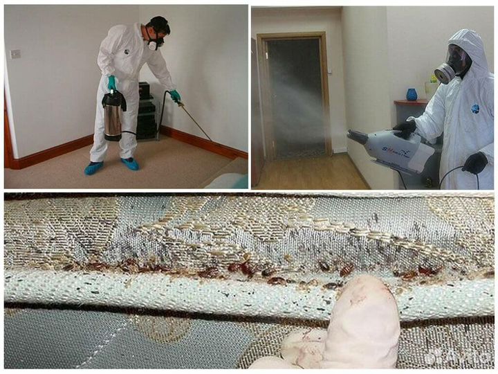 Уничтожение клещей, клопов, тараканов, муравьёв