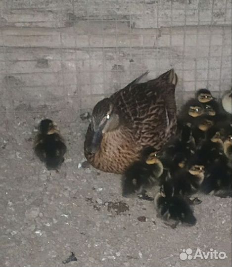 Подсадные утки